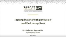 Tackling malaria with genetically modified mosquitoes